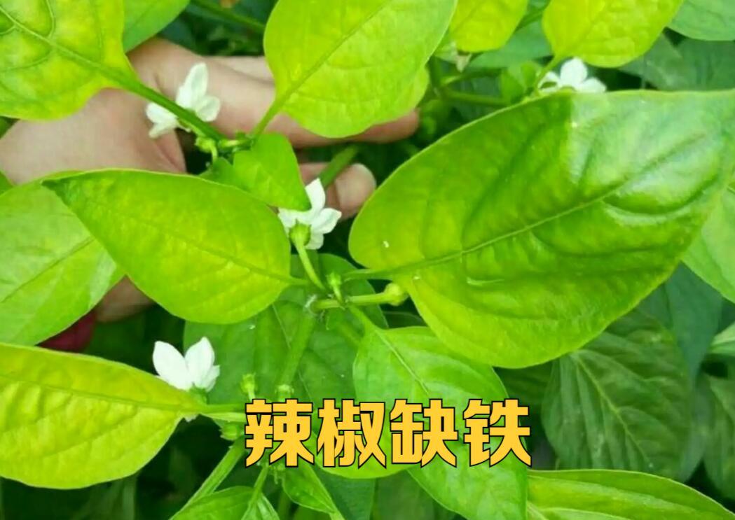 大棚菜苗发黄是什么原因,种菜有黄叶用什么方法可以解决