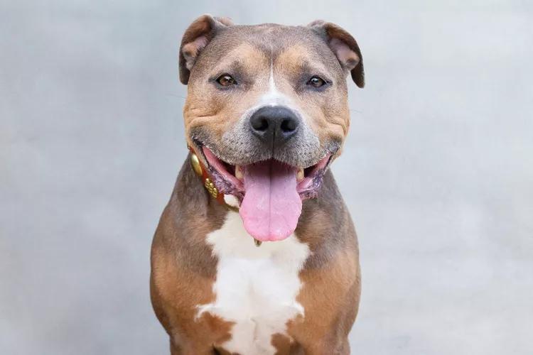 最适合家养的小型犬且温顺的犬种,最适合家养的小型犬且温顺的犬类