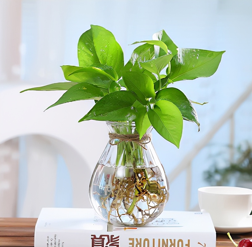 一个房间放几盆绿萝去甲醛,200平米房间放多少绿萝可以去甲醛