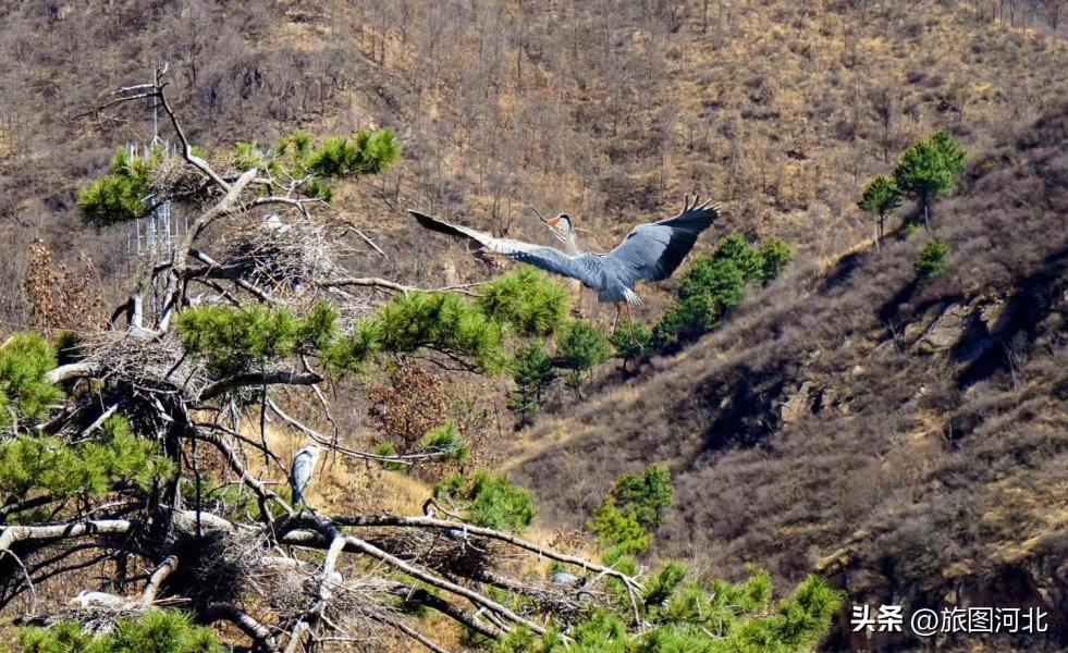 一起出发丨跟着“鸟王爷”去观鸟