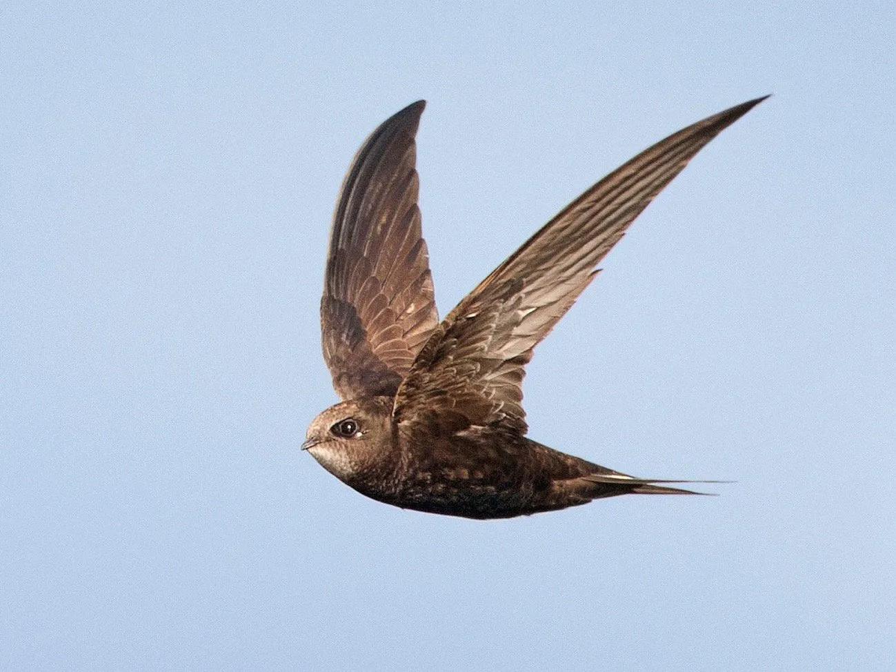 飞翔的卡通小狗,飞翔的小狗在天上