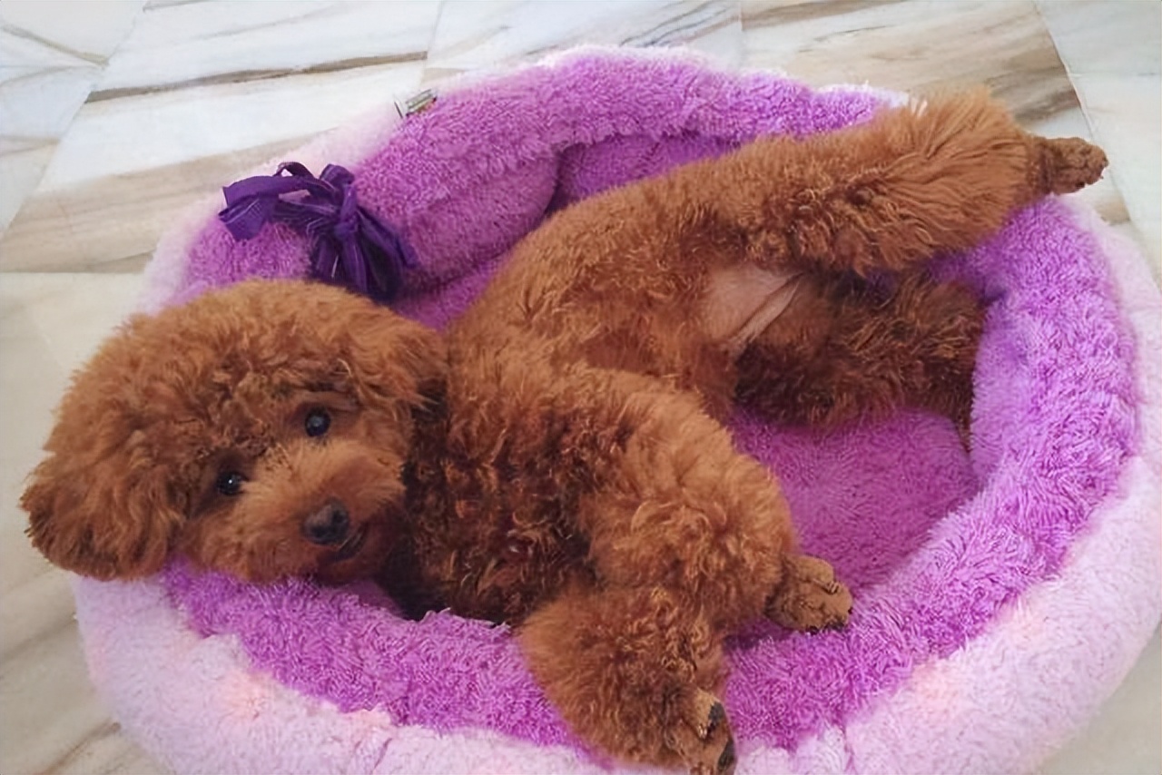 狗狗对你侧躺表示什么,狗狗向你伸懒腰表示什么