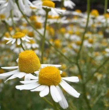 香氛精油护肤推荐哪款好用,精油护肤保持年轻