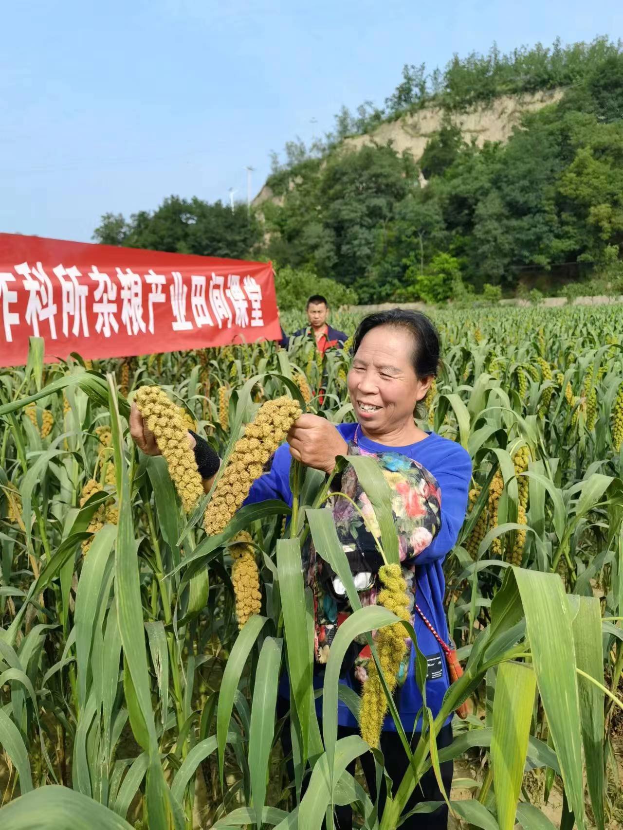 山西兴县特产小米,吕梁兴县农业