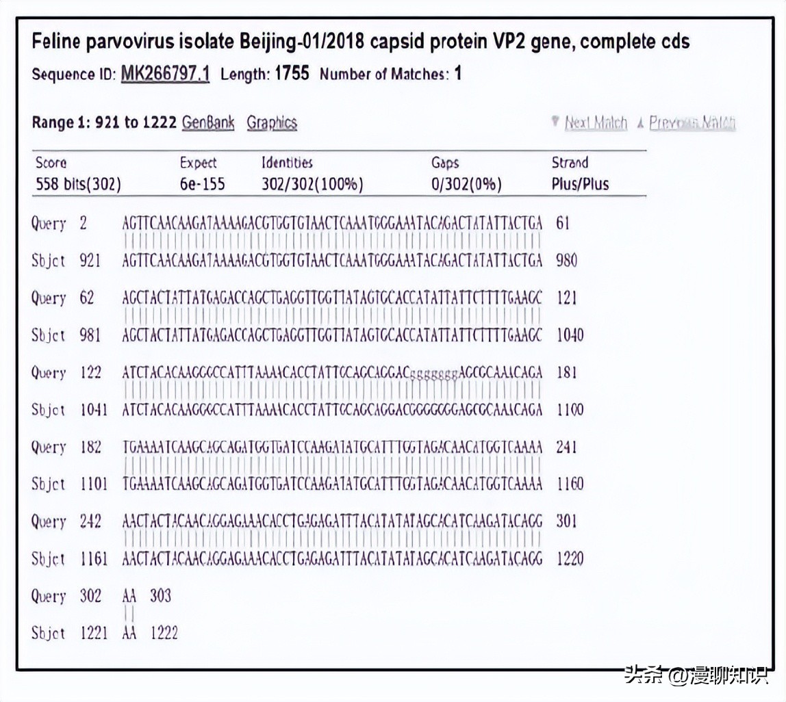 猫会感染人的疾病的图片,猫病毒检测cpr可以测出什么病毒