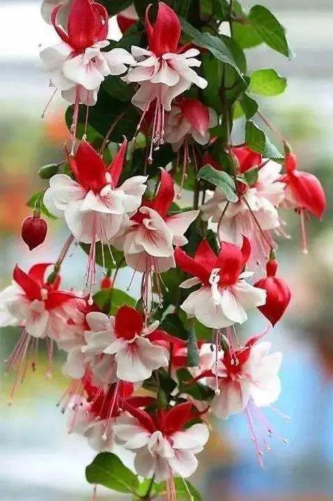 花朵壁纸横版,花朵招财壁纸