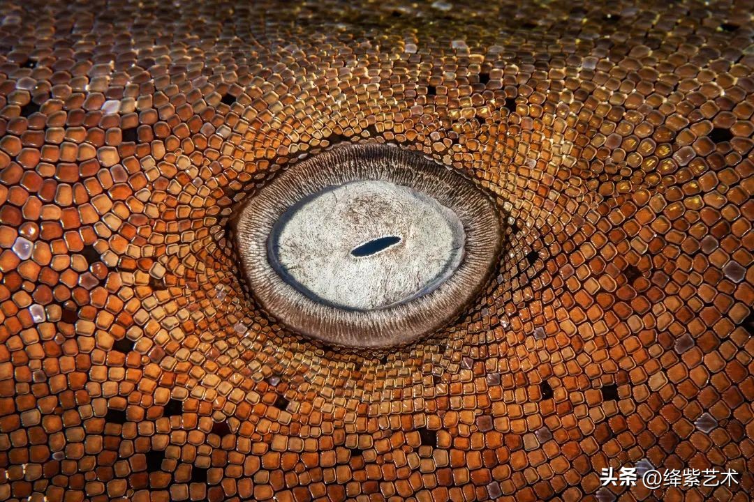 深海探秘海底最深处能看见什么,海底世界探索深海生物