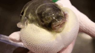 这些鱼都吃过，我是怎么活到现在的？！