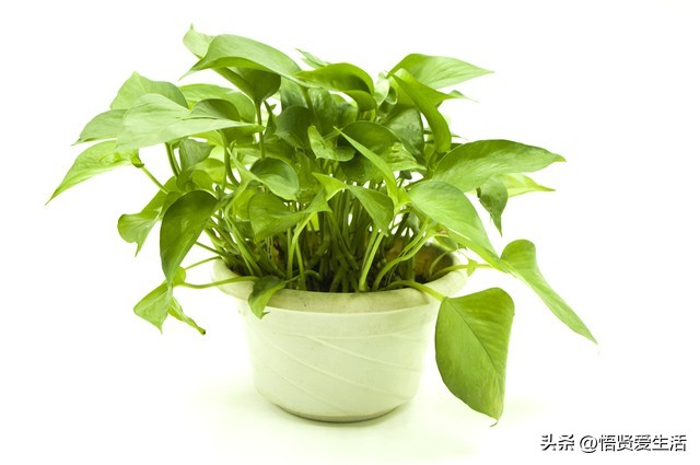 这3种花镇宅养人还招财,人养花养人是什么意思