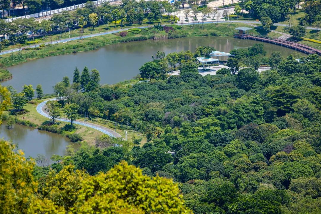 深圳凤凰山有条绿道叫什么,深圳凤凰山绿道旅游攻略