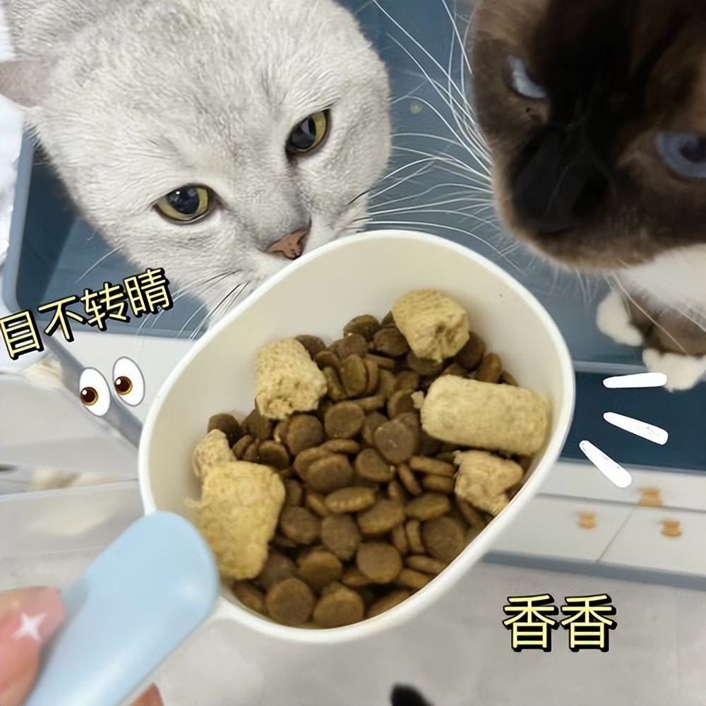 如何知道猫咪应激症状得到缓解,猫咪应激反应会出现哪些症状