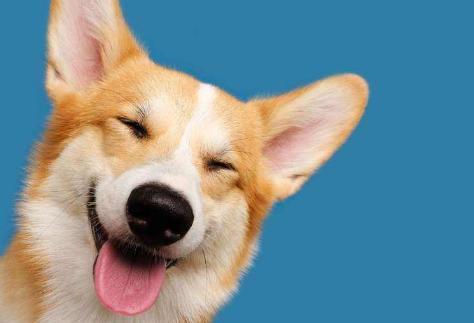 狗狗没有食欲精神不振又呕吐,狗狗没有食欲怎样做可以吃