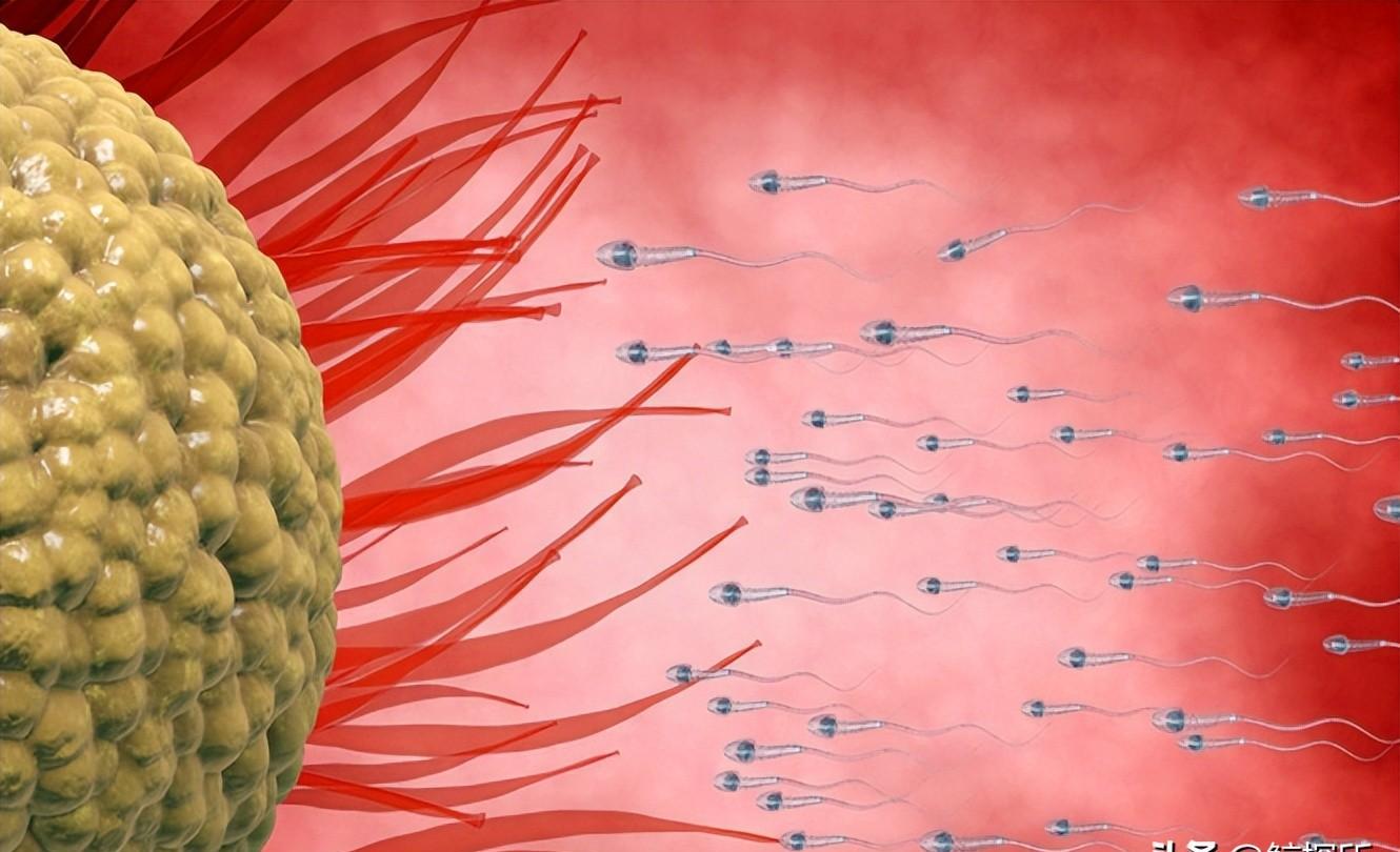 精子的生命力有多强大,精子的8大秘密