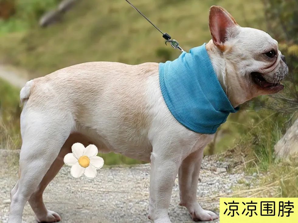 夏天天气很热猫和狗怎么养,为什么猫狗夏天不热