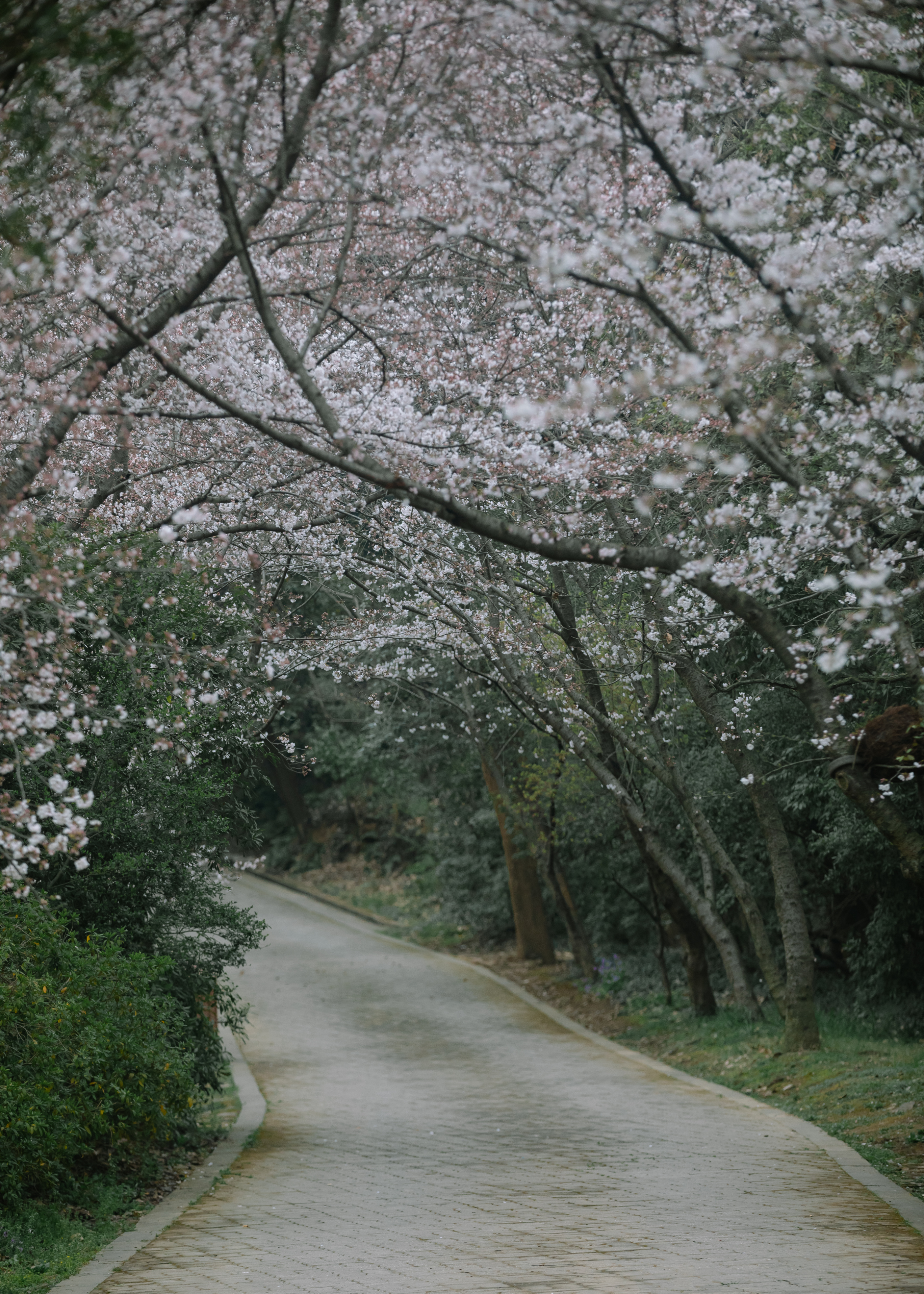 鼋头渚樱花盛宴比日本更令人沉醉,太湖鼋头渚樱花美如画