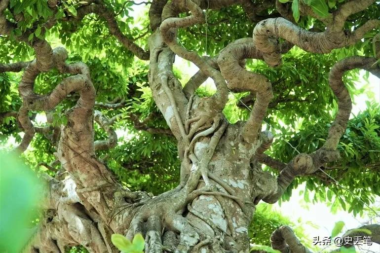 2012年他花9万买下一棵老榕树，结果10年后出价105万都不肯卖
