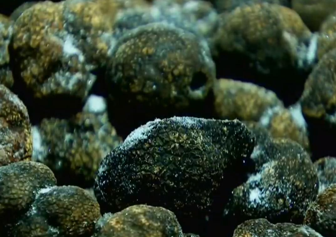 云南教师考察时发现商机，大山里挖“土疙瘩”，一公斤能卖5000元