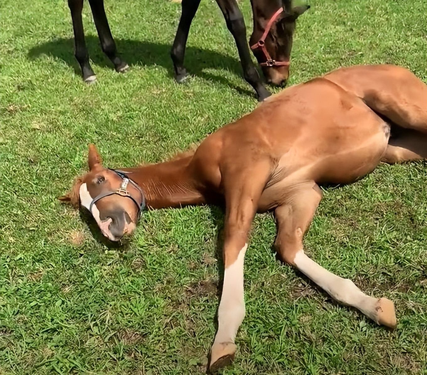 为何马只要断了一条腿，就很难活下来？人类可不可以给马装假肢？