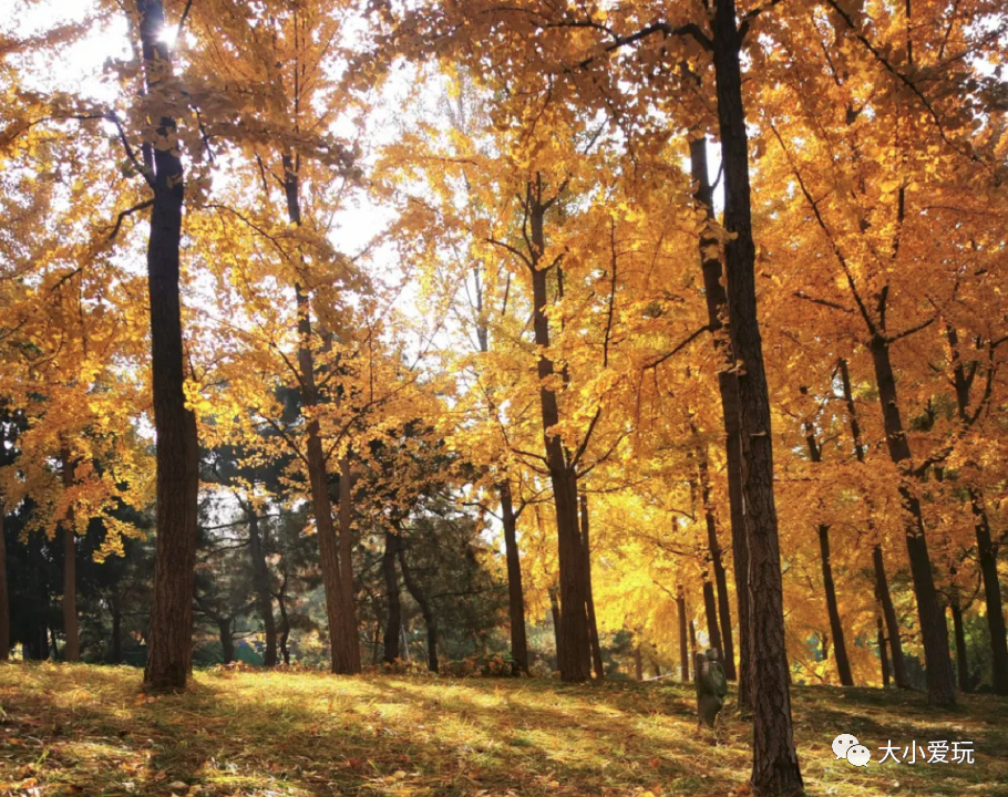 银杏最美的地方,金秋十月最美的银杏