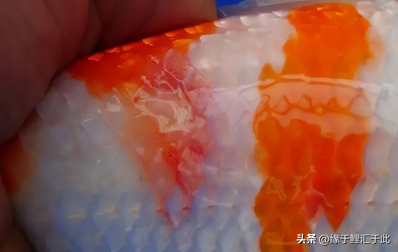 锦鲤赤皮病防治,锦鲤赤皮病和皮肤出血区别