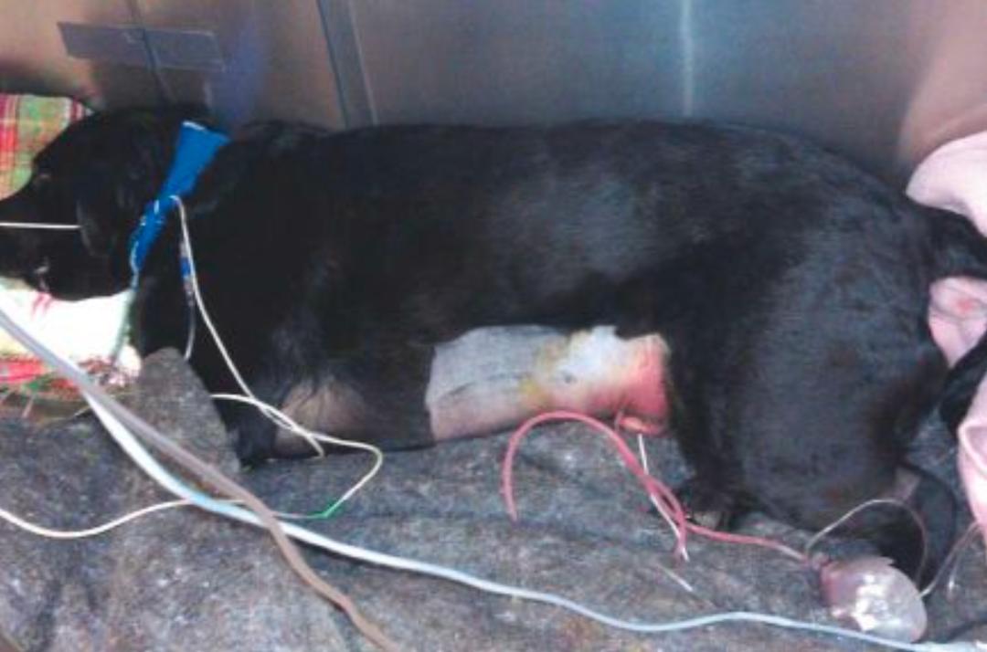 猫咪生病怎么喂流食,猫咪生病用针管喂食