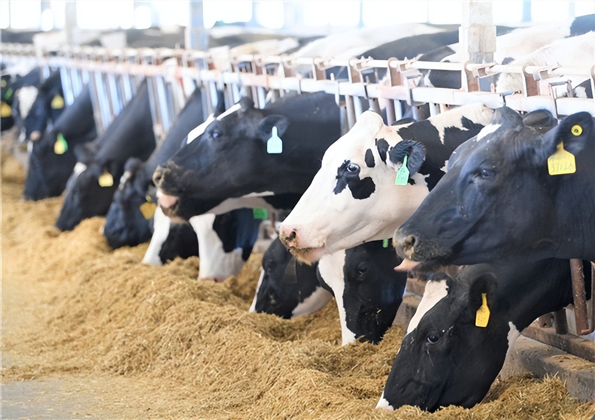 蒙牛沙漠有机奶是真的沙漠奶吗,来之不易的奶粉