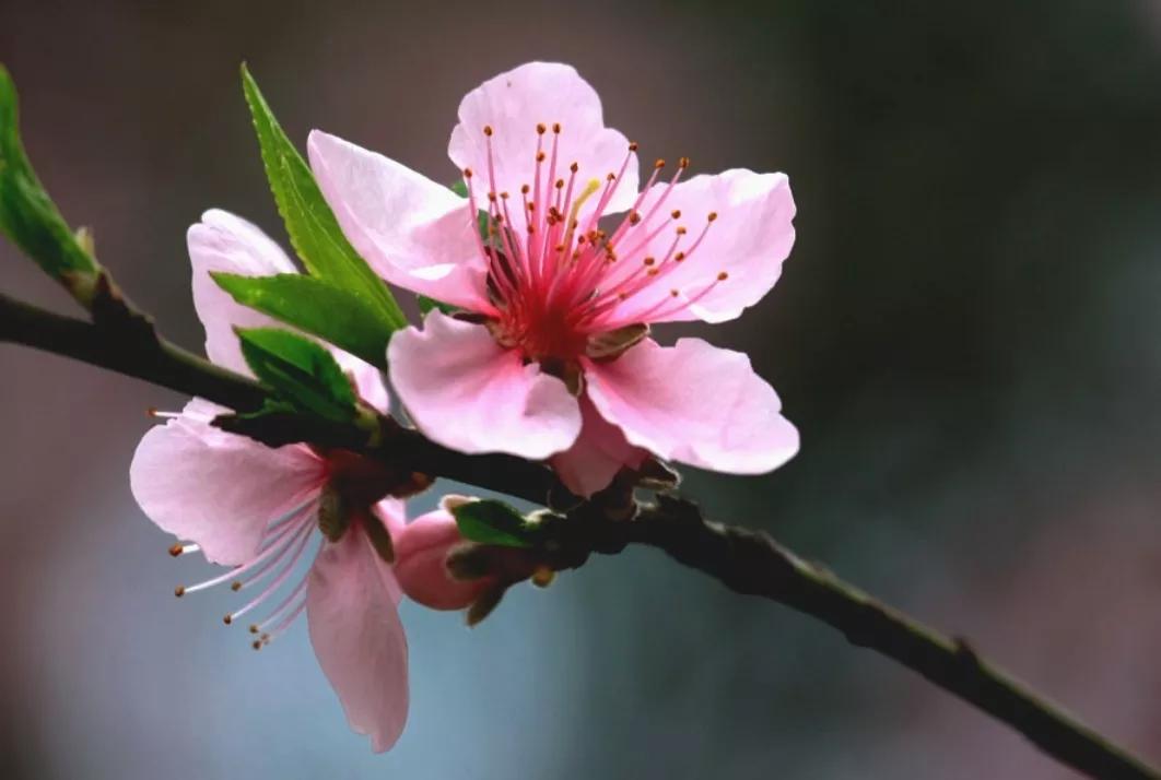 关于桃花的七言绝句古诗,5首久不见经传的桃花诗值得一读