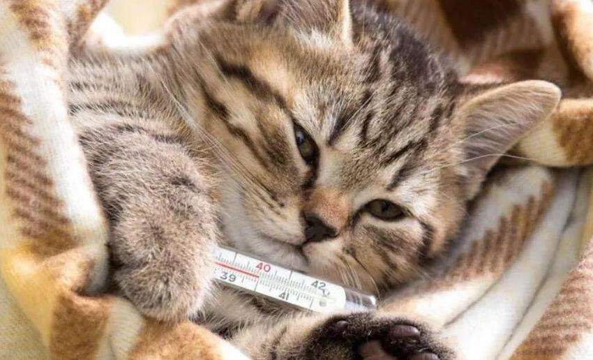 猫咪有这些行为证明你养猫很成功,有特征的猫咪