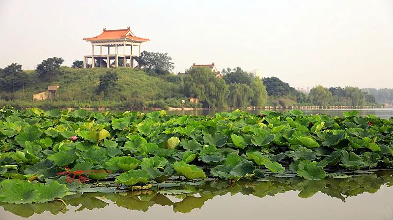 2022淮阳荷花节结束时间,看淮阳荷花节