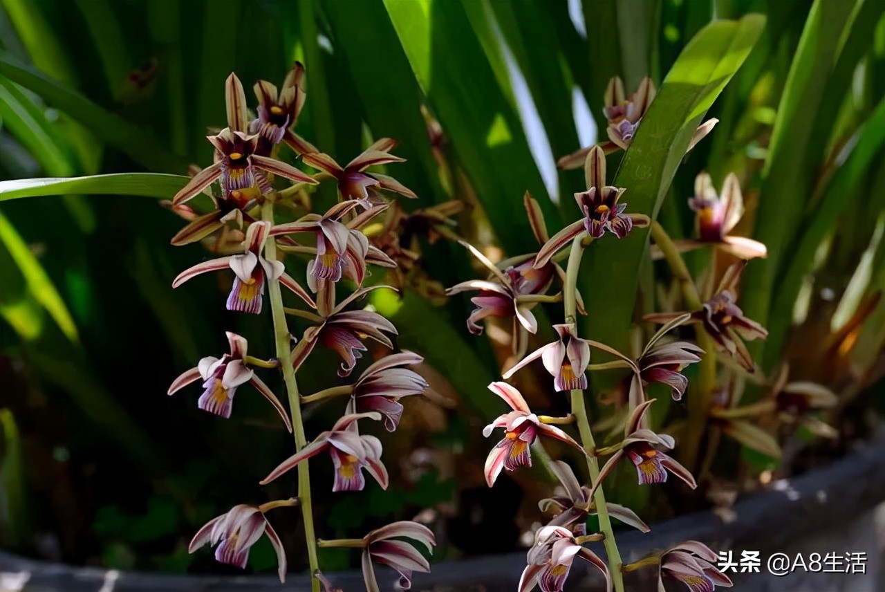 带你认识中华兰花纹瓣兰,顶级纹瓣兰图片