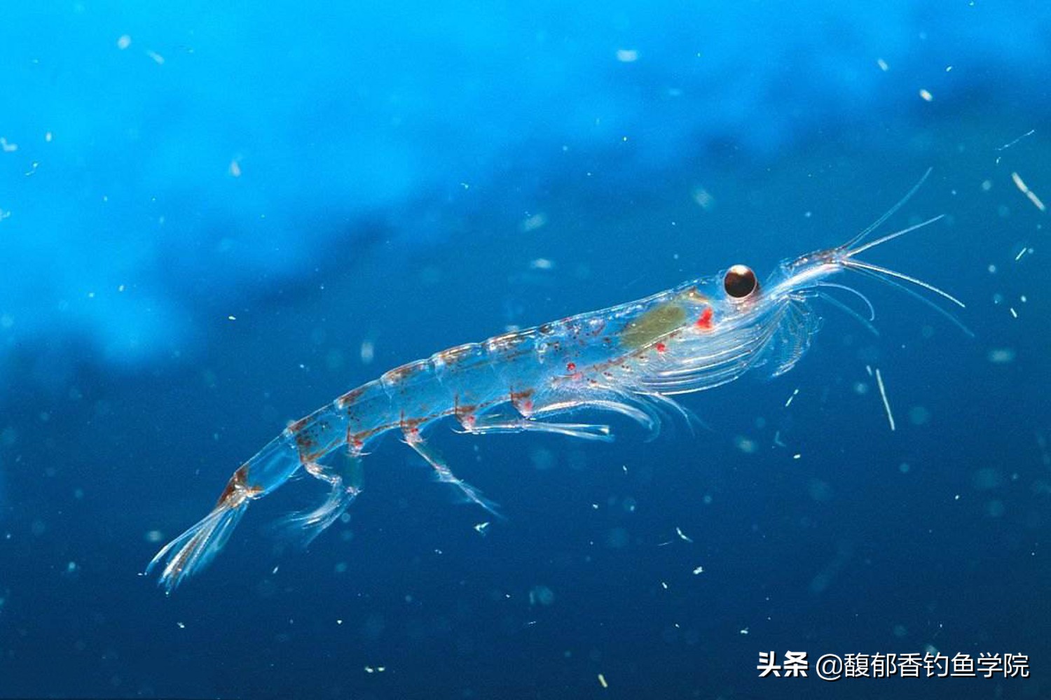 钓海鱼用什么鱼饵最好,钓海鱼鱼饵什么比较好吃