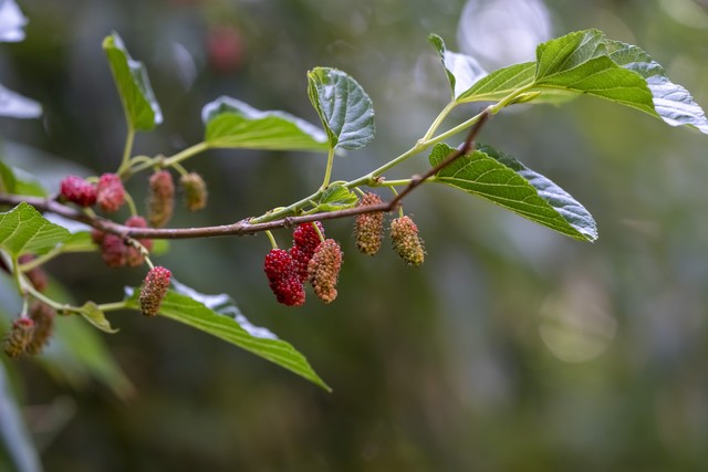 辛凉解表药记忆口诀视频,辛凉解表药讲解视频教学