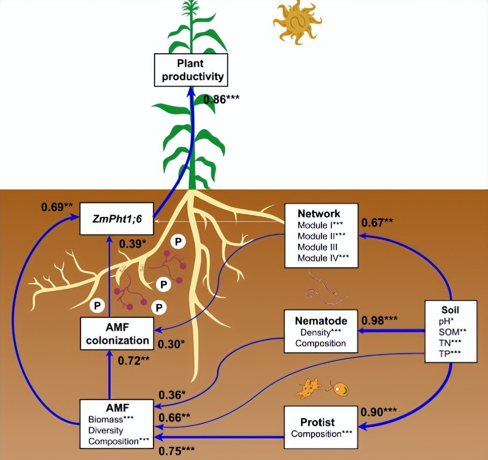 地下真菌网络：菌丝网络，在植物间信息传递、养分共享面的作用