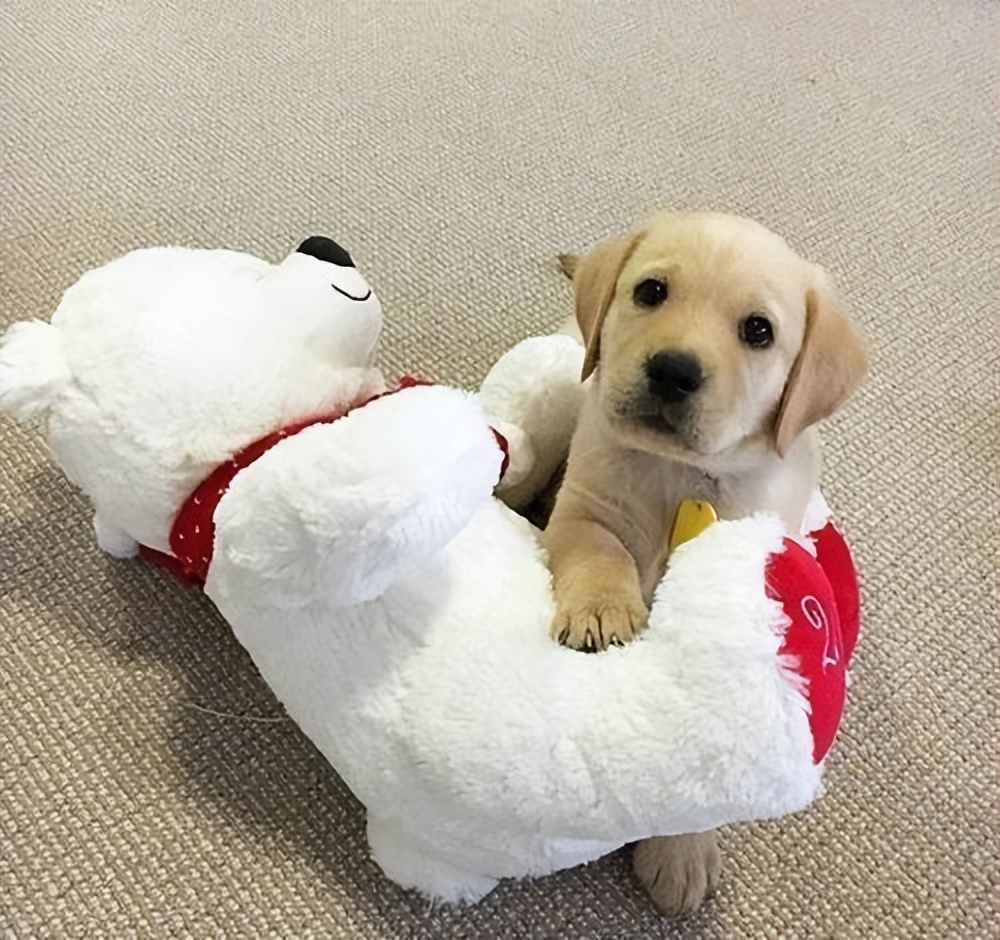 世界上最强的五种狗对人非常忠诚,一招看出来哪种狗性格最温顺