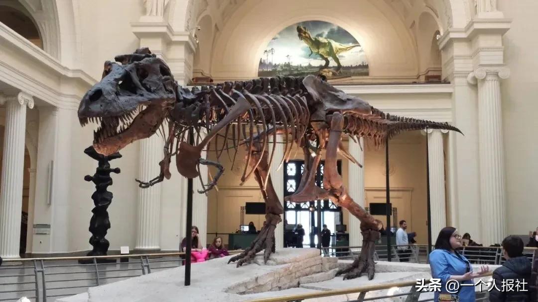 佳士得恐龙化石拍卖 (上海拍卖恐龙化石)