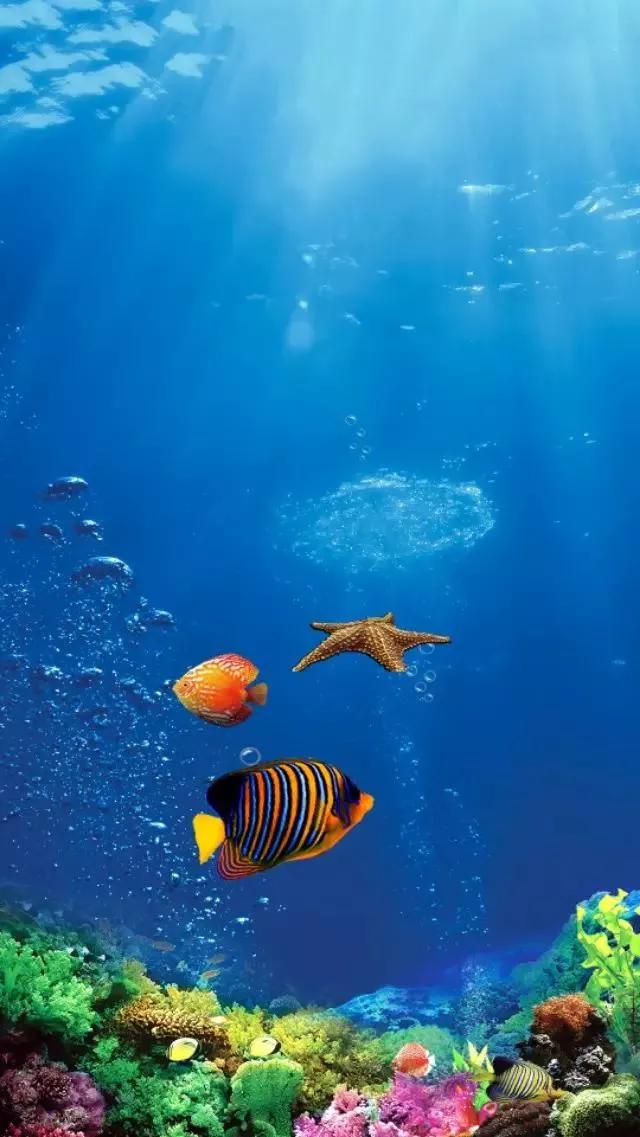 海底世界高清大图壁纸,手机动态海底世界鱼壁纸