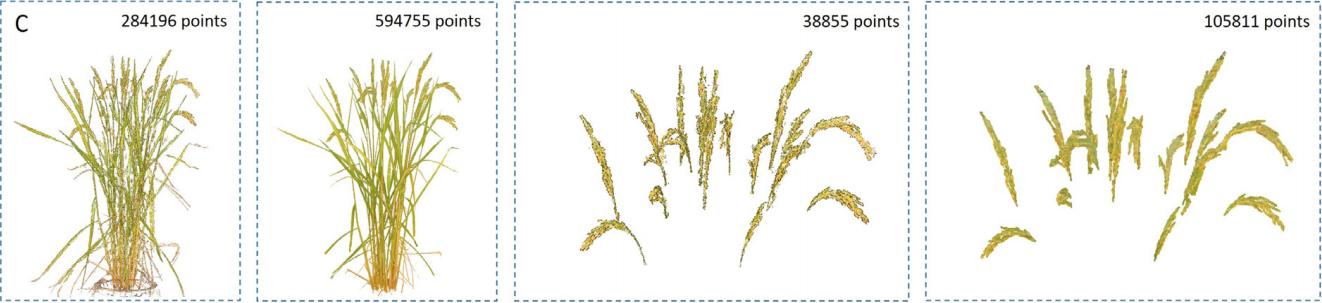 一种基于学习、轮廓形状和超体素聚类的低成本水稻穗三维建模方法