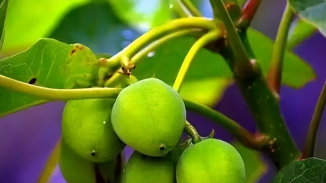 桐油为什么是战略物资,桐油在战争中为什么是战略物资