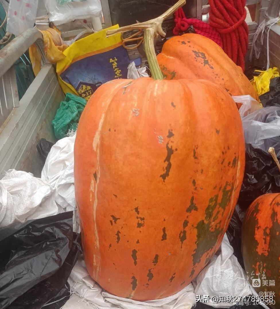 中秋来赶集,中秋赶集视频