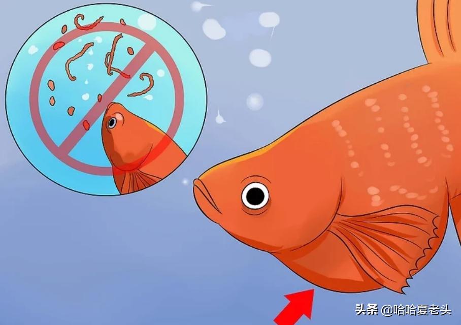 怎样拯救要死的斗鱼,怎么抢救奄奄一息的斗鱼