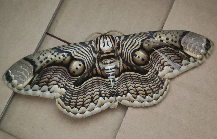 长得跟千足虫很像的虫子,长得很像蜈蚣的虫子图片