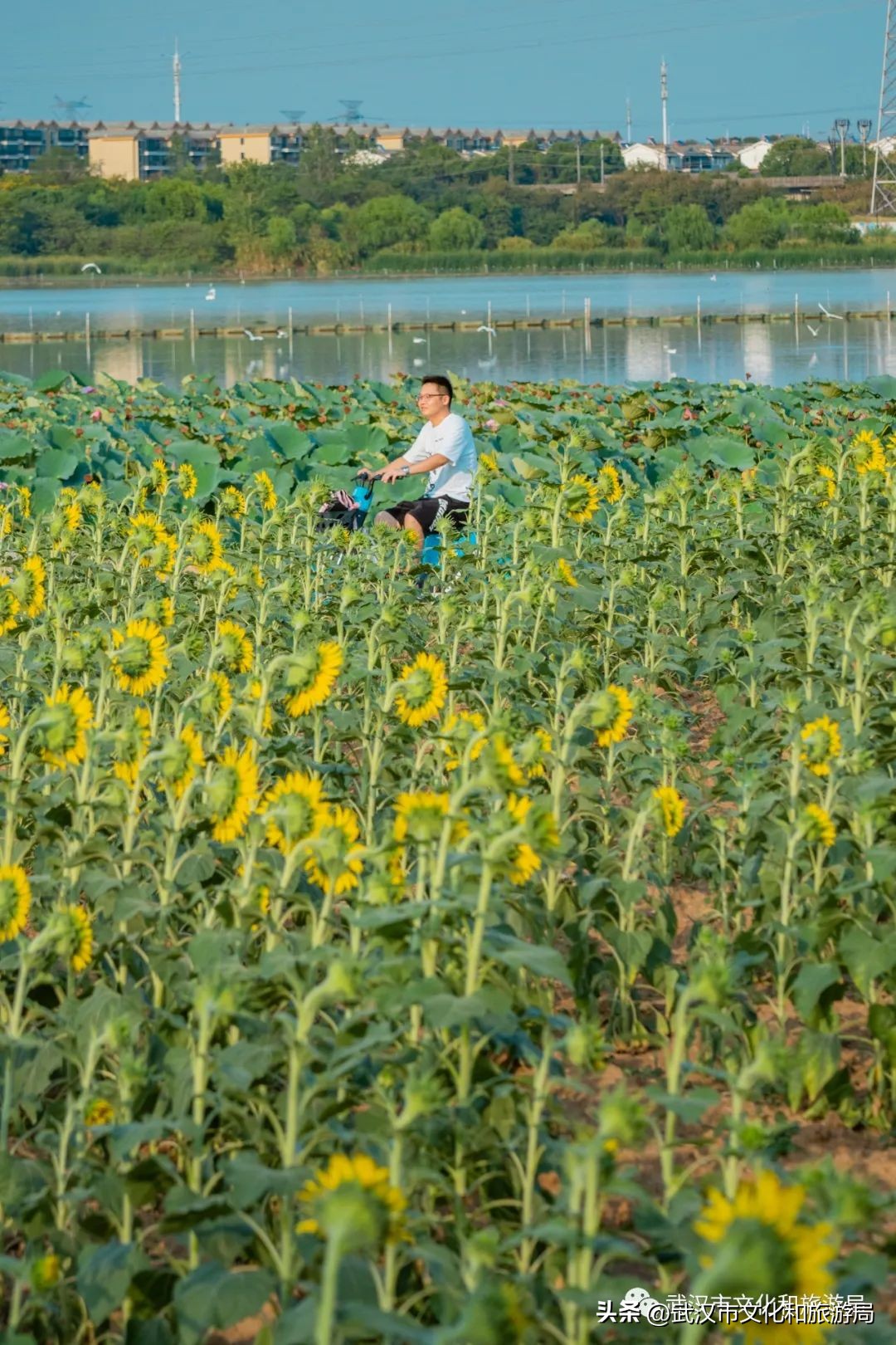 武汉市区内最大的向日葵花海开了,武汉最大的向日葵基地