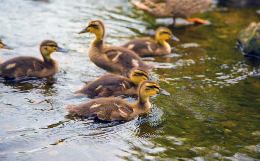 鸭子大肠杆菌用什么中药治疗,禽大肠杆菌防治方法