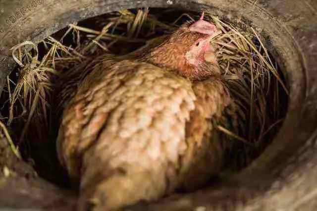 小时候农村怎么孵化小鸡,农村原始方法孵小鸡