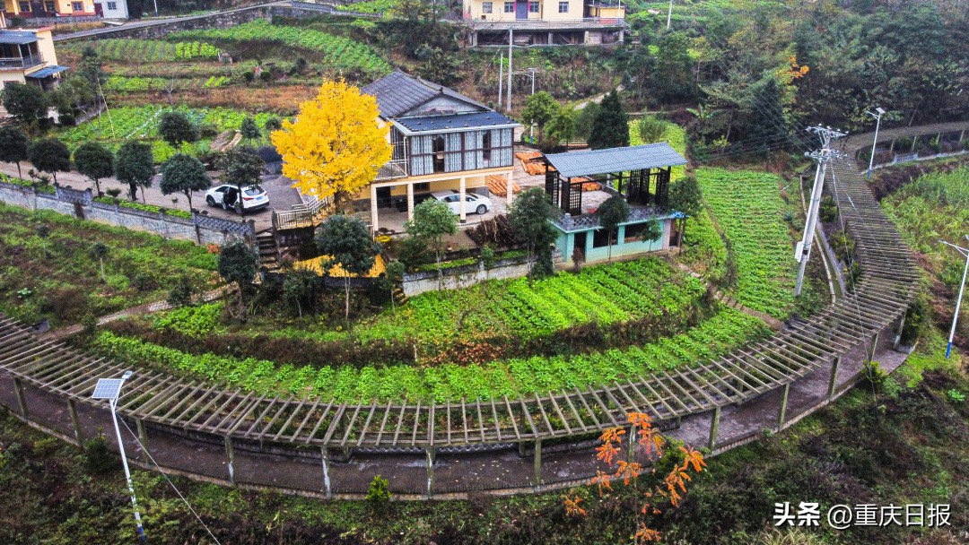 农家乐庭院效果,农家院庭院绿化效果