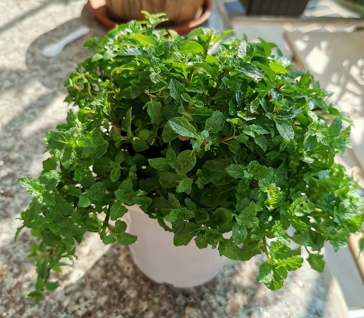 发现有1种香料，蚊子超讨厌，厨房里养2盆，养眼又提神
