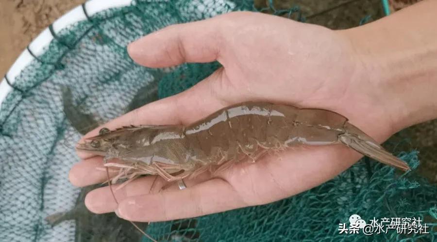 为什么要用冬棚养殖对虾,水产养殖棚虾水色浓绿怎样处理