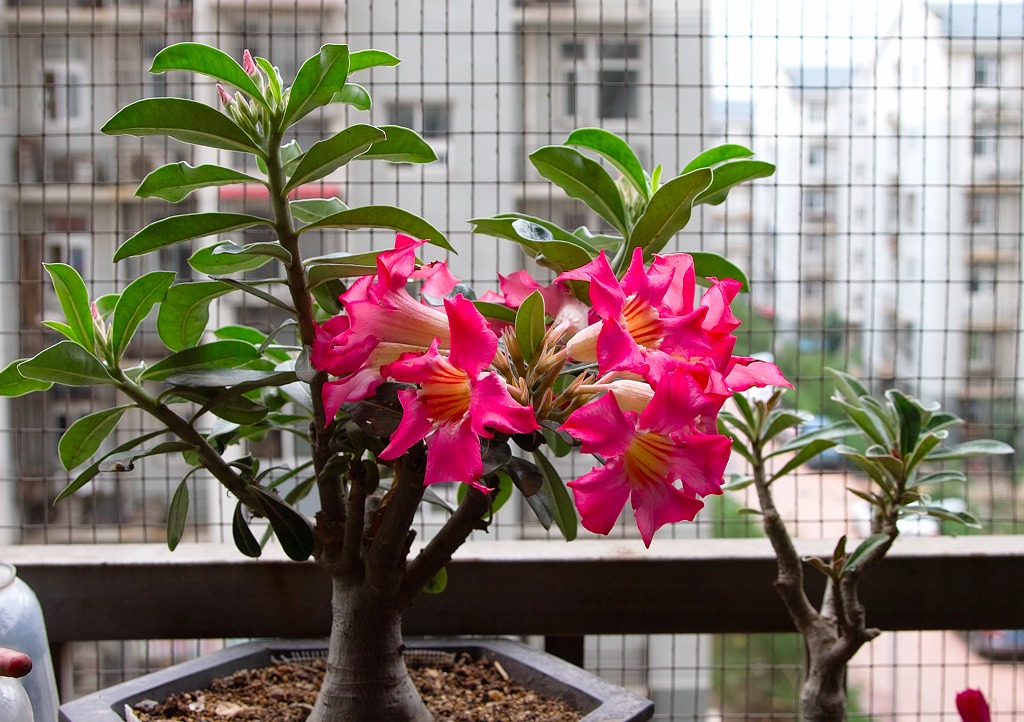 怎么把沙漠玫瑰养成啤酒肚,重瓣沙漠玫瑰养殖方法