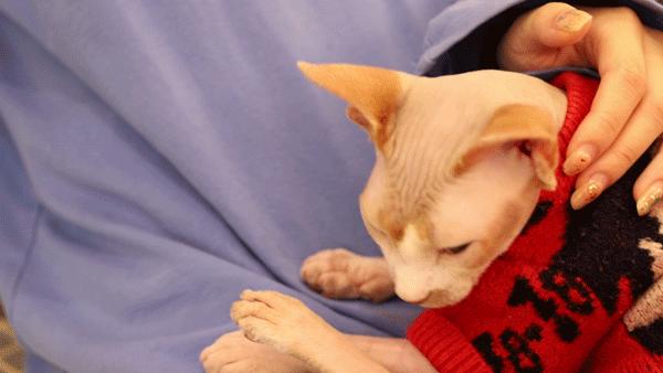 哪种猫咪最粘人最好养,最粘人的猫咪与最不粘人的猫咪