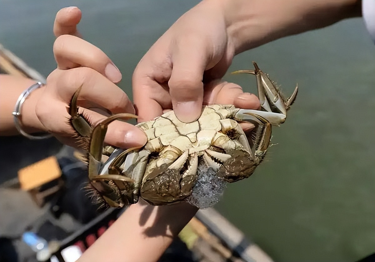 阳澄湖大闸蟹年底还有吗,阳澄湖大闸蟹市场价目前多少